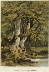 Faggi, vicino a Selborne, Hampshire da English School