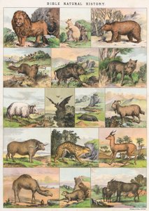 Storia naturale della Bibbia da English School