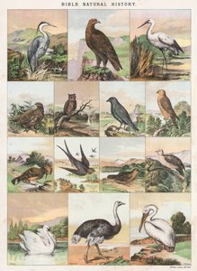 Storia naturale della Bibbia da English School