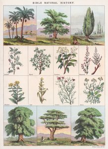 Storia naturale della Bibbia da English School