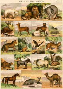 Storia naturale della Bibbia da English School