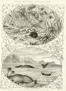 Storia naturale della Bibbia da English School