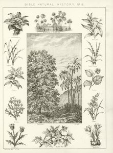 Storia naturale della Bibbia da English School