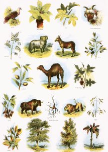 Illustrazioni bibliche da English School