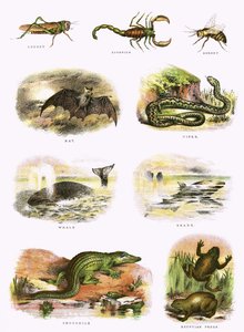 Storia naturale biblica da English School