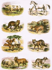 Storia naturale biblica da English School
