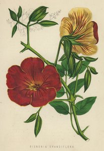 Bignonia Grandiflora da English School