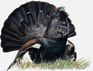 Uccello