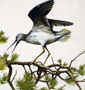 Uccello