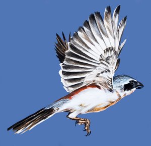 Uccello in volo da English School