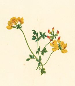Ginestrino Comune, Lotus Corniculatus