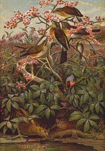 Uccelli (litografia a colori)