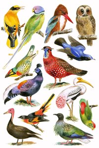 Uccelli