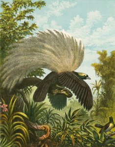 Uccelli del paradiso