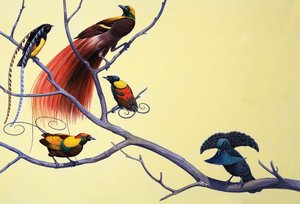 Uccelli del Paradiso