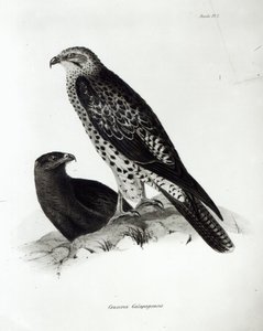 Uccelli rapaci, tavola 2 da 