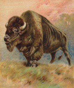 Bisonte da English School
