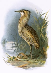 Tarabuso