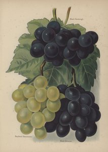 Black Hamburgh, Buckland Sweetwater, Black Alicante da English School