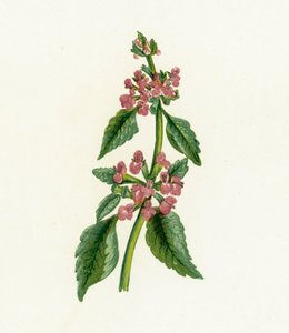 Ballota nera