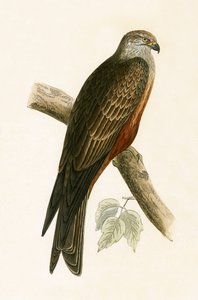 Nibbio nero, illustrazione da 