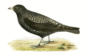 Allodola nera, illustrazione da 