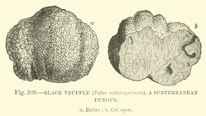 Tartufo nero (Tuber melanospermum); Un fungo sotterraneo