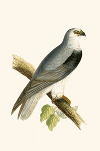 Nibbio dalle ali nere, illustrazione da 