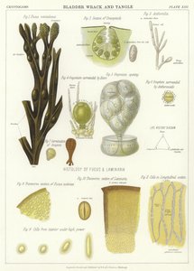 Alga Vescica e Alga Tangle