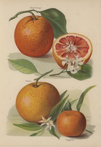 Arancia Rossa, Sustain, Tangierine