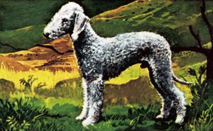 Blue Bedlington da English School