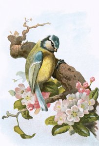 Cinciarella