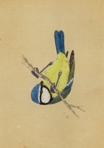 Cinciallegra
