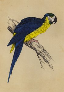 Ara blu e gialla