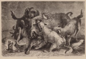 Caccia al cinghiale, l
