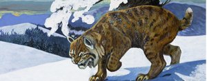 Lince rossa da English School