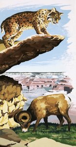 Lince Rossa e Pecora Bighorn al Parco Nazionale del Grand Canyon