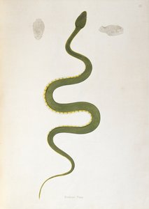 Serpente Bodroo Pam da An Account of Indian Serpents raccolti dalla Costa di Coromandel di Patrick Russell, Londra, 1796 da English School