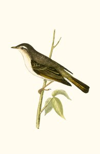 Luì di Bonelli, illustrazione da 
