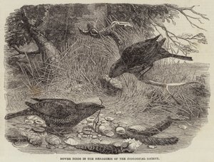 Uccelli giardinieri nella menagerie della Società Zoologica da English School