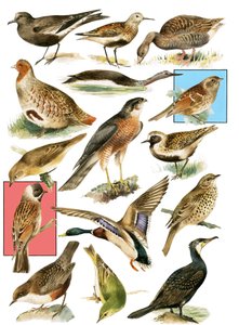 Uccelli britannici