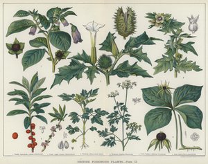 Piante velenose britanniche