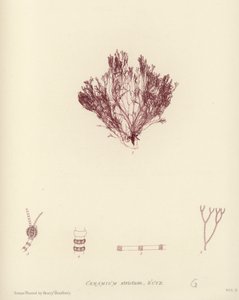 Alghe Marine Britanniche (stampa naturale)