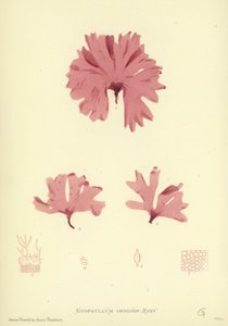 Alghe Marine Britanniche (stampa naturale)