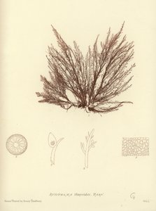 Alghe Marine Britanniche (stampa naturale)