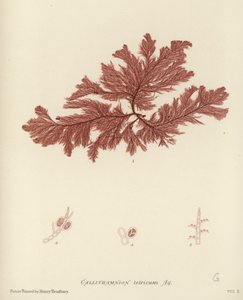 Alghe Marine Britanniche