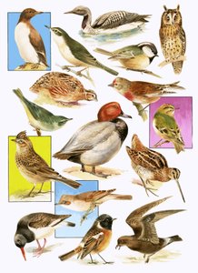 Uccelli britannici