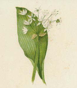 Aglio Orsino, Allium Ursinum da English School