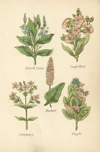 Veronica Beccabunga, Saponaria, Bistorta, Centaurea, Bugola da English School