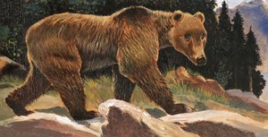 Orso bruno (Orso Kodiak) da English School